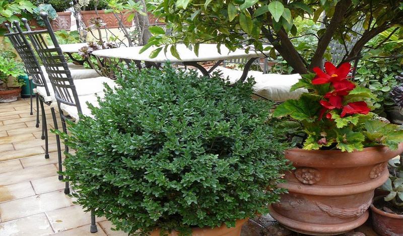 La Terrazza Dei Pelargoni B&B Ventimiglia Exteriör bild